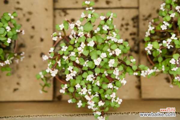 金枝玉叶盆景制作技巧