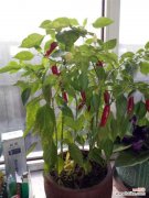 阳台辣椒为什么不结果