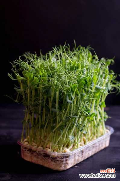 1把豆子，2天长成菜苗，健康又省钱！