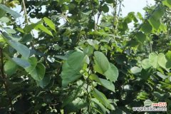 紫荆的盆景制作方法