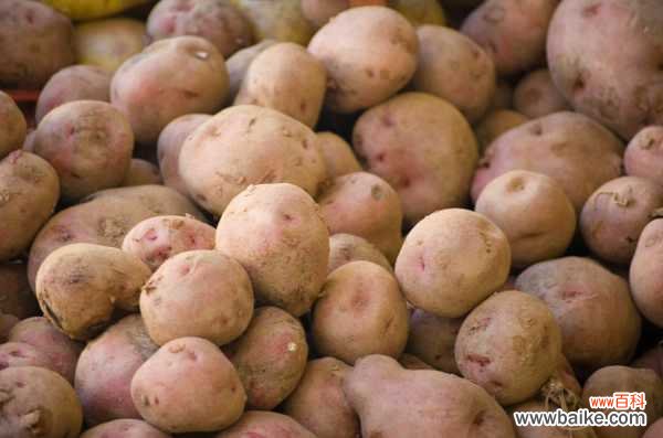 阳台土豆的种植方法