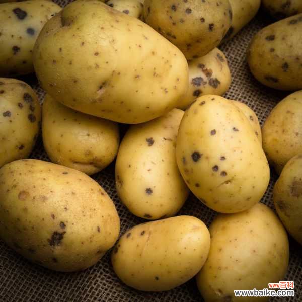 阳台土豆的种植方法