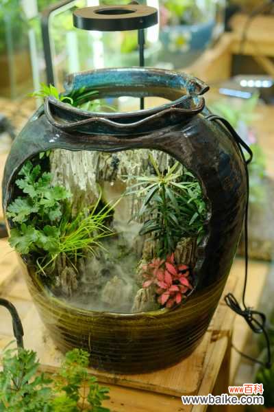 微型盆景的制作步骤