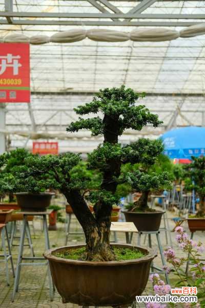 图解 水旱盆景制作方法