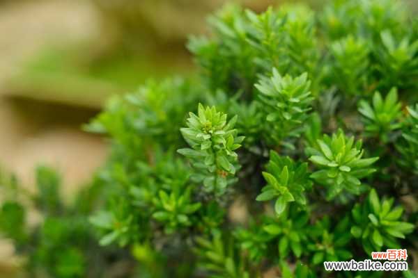 图解 水旱盆景制作方法