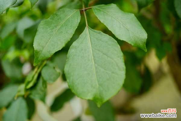 图解 水旱盆景制作方法