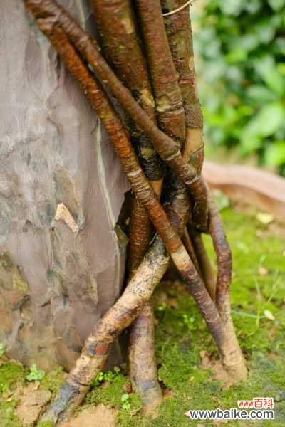 图解 水旱盆景制作方法