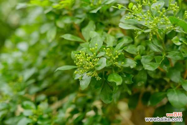 图解 水旱盆景制作方法