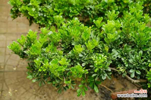 图解 水旱盆景制作方法