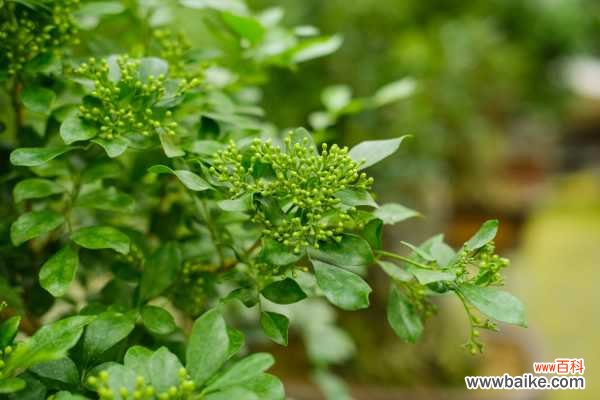 图解 水旱盆景制作方法