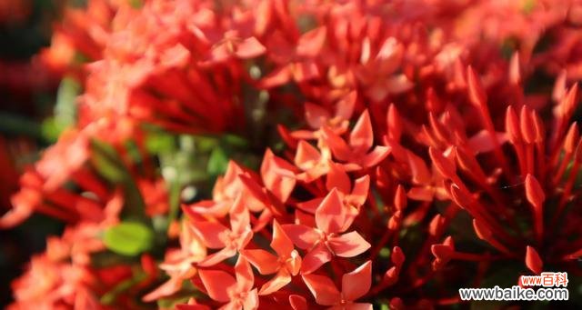 探寻仙丹花的神秘之处 仙丹花花语和传说