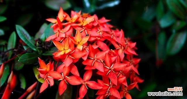 探寻仙丹花的神秘之处 仙丹花花语和传说