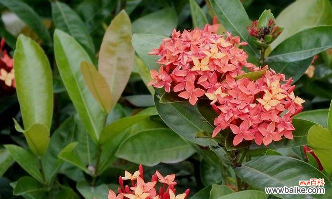 探寻仙丹花的神秘之处 仙丹花花语和传说