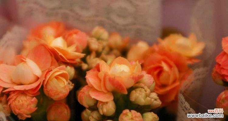 探寻长寿花背后的美好寓意 长寿花花语的深刻涵义