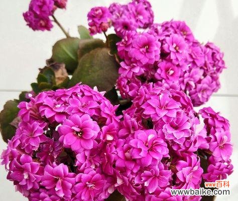 探寻长寿花背后的美好寓意 长寿花花语的深刻涵义