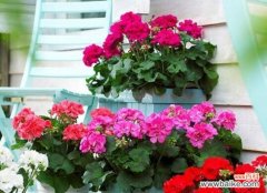 探寻天竺葵的历史和文化内涵 天竺葵，花语的传承者