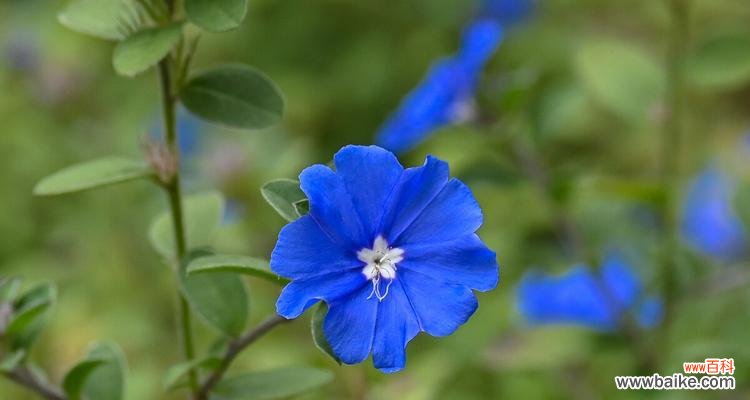 探秘蓝星花的含义与象征 深情似水蓝星花的花语