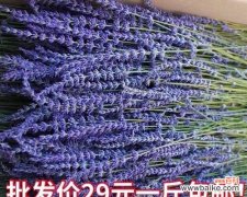 香气四溢的紫色魅力 熏衣草的花语与意义