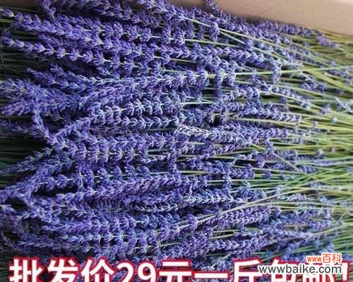 香气四溢的紫色魅力 熏衣草的花语与意义