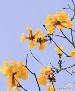 探秘紫花风铃木的神秘花语与文化内涵 紫花风铃木花语及寓意