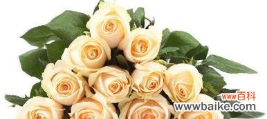 探寻香槟玫瑰的花语之谜,品味不一样的情感 香槟玫瑰花语解析