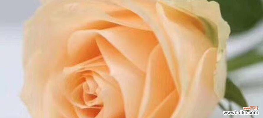 探寻香槟玫瑰的花语之谜,品味不一样的情感 香槟玫瑰花语解析