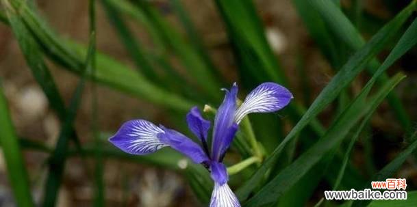 探究马兰花的象征意义 马兰花花语解析