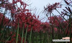 用花语传达悲伤的情感 世界悲伤花语