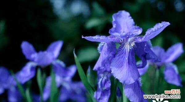 用花语传达悲伤的情感 世界悲伤花语