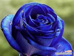 解读蓝玫瑰的神秘之美 蓝玫瑰的花语与寓意