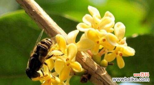 桂花的神秘与美丽 花开香满园——浅谈桂花的花语和寓意
