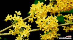 桂花的神秘与美丽 花开香满园——浅谈桂花的花语和寓意