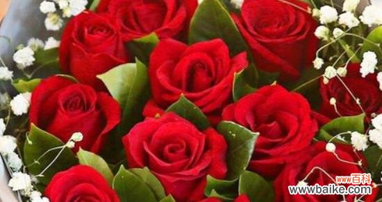 探寻不同朵数玫瑰花所代表的含义 一朵、两朵还是三朵?玫瑰花的花语解读