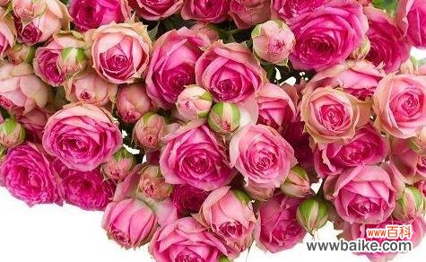 探寻不同朵数玫瑰花所代表的含义 一朵、两朵还是三朵?玫瑰花的花语解读