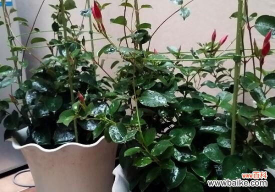 木芙蓉花什么时候开花？木芙蓉花期在9—11月