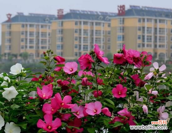 木芙蓉花什么时候开花？木芙蓉花期在9—11月