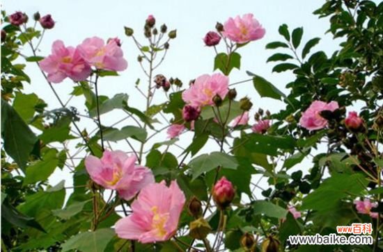 木芙蓉花什么时候开花？木芙蓉花期在9—11月
