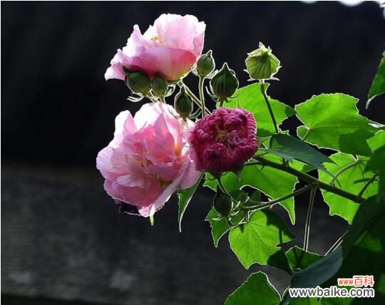 木芙蓉花什么时候开花？木芙蓉花期在9—11月