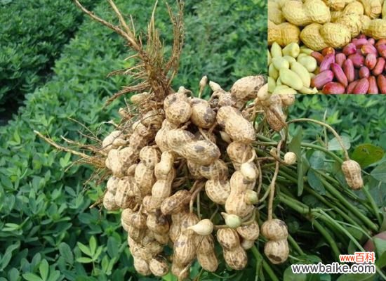 花生什么时候种植？春季,勿弄错季节