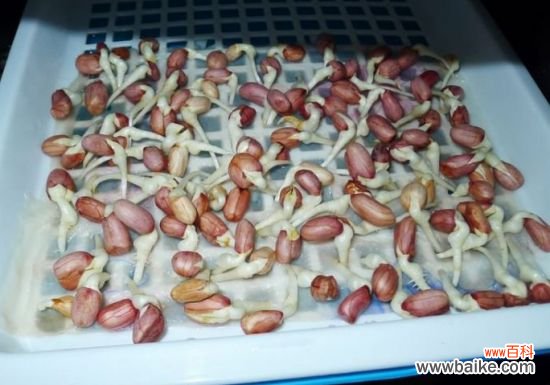 花生芽有毒吗？无毒,且比花生营养要高