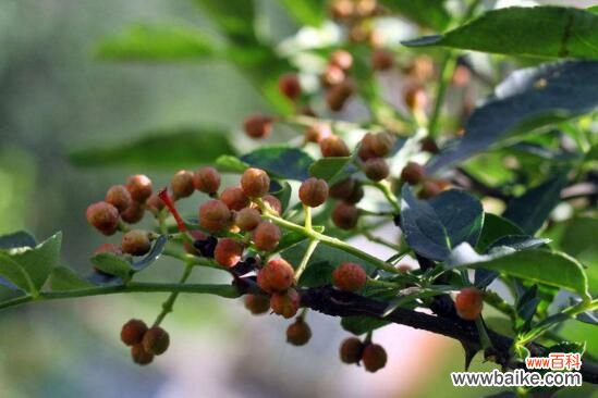 花椒种子怎样育苗?花椒种子育苗方法步骤