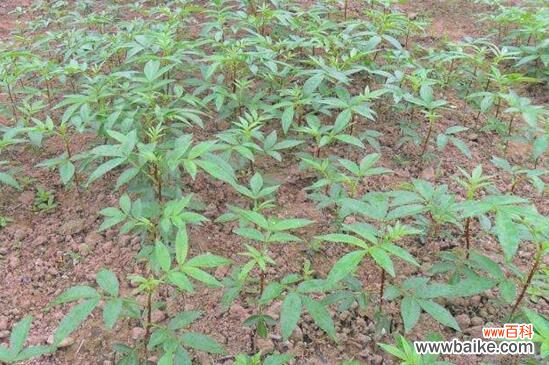 花椒种子怎样育苗?花椒种子育苗方法步骤