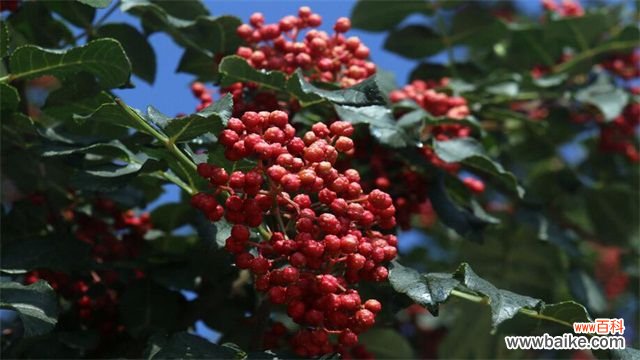 花椒采摘时间是什么时候?花椒8月上旬~9月上旬采摘