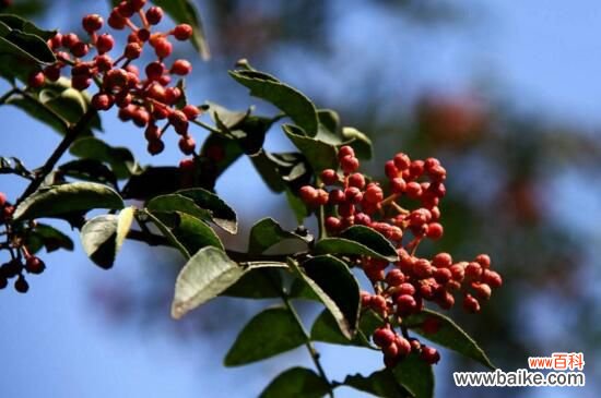 花椒树几年结果？花椒树一般4～5年结果