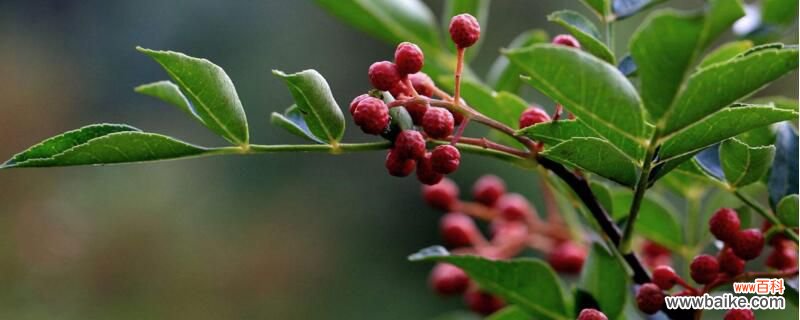 花椒树几年结果？花椒树一般4～5年结果