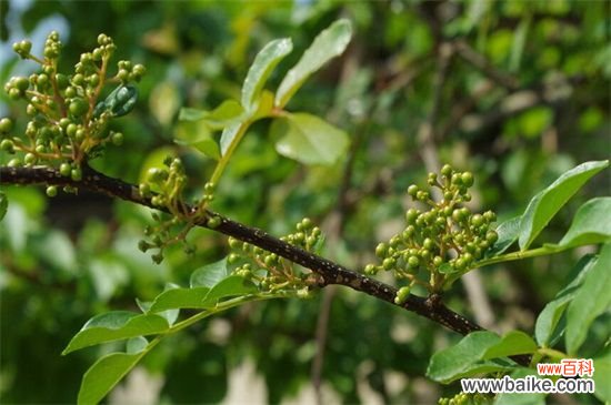 花椒树几月移栽最好？花椒树3月或者11月移栽最好