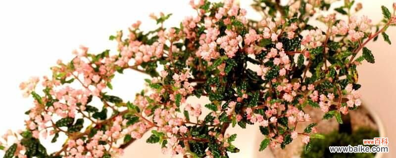 花椒树几月移栽最好？花椒树3月或者11月移栽最好