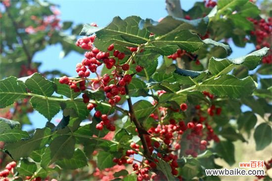 花椒树几月移栽最好？花椒树3月或者11月移栽最好