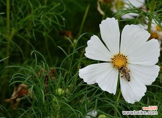 格桑花怎么摘心?格桑花摘心方法