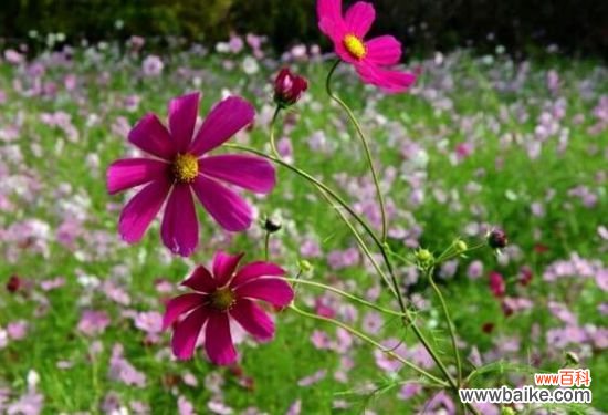 格桑花怎么摘心?格桑花摘心方法